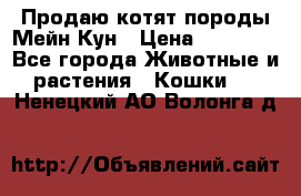 Продаю котят породы Мейн Кун › Цена ­ 12 000 - Все города Животные и растения » Кошки   . Ненецкий АО,Волонга д.